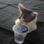 caprisun