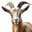 Goatinho 2.0