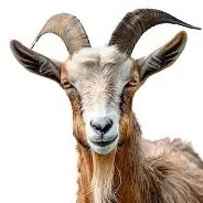 Goatinho 2.0