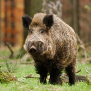 kasappoovv - steam id 76561199826049729