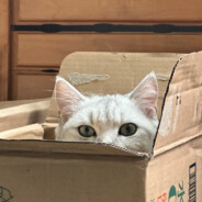 打不死的猪儿虫