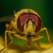 the vile fruit fly