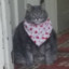 Котэ