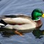 Gabe The Duck