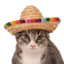 Sombrero Kitty