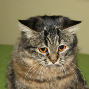 ℑ𝔱'𝔰 𝔞 𝔠𝔞𝔱