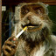 Master Splinter
