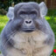 BigFoot