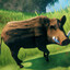 2 Star Boar's avatar