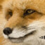 HIMARS -=FOX=-