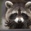 RaccoonHandsRandy