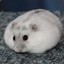 hamsterollgo