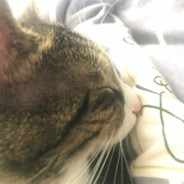 高ping憨憨交大渣男荷包蛋