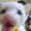 КОТШКА