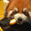 Red Panda