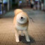 Doge