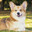 KorgyBred