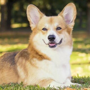 KorgyBred