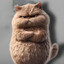 Angry Cat