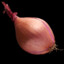 Shallots