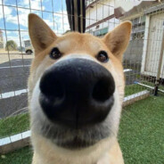 王猿艾希顶帧皮燕