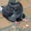 pombo sentado