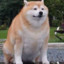 Shiba