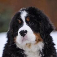 吴京直肠倒模真实触感