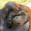 bad ape