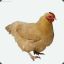 chicken slayer