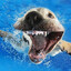 mako c: