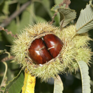 Атомный Каштан