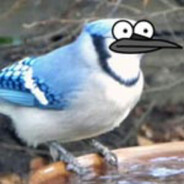 BlueJay