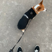 你的嘴比你的枪还硬