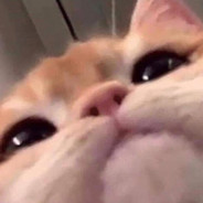 ＣＡＴ™