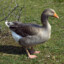 greylag goose