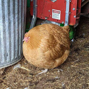 Large Chicken