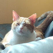 ✪ GATURRO ฅ^•ﻌ•^ฅ