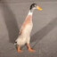 Austriacki Pingwin