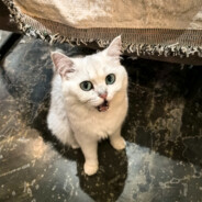 无念深藏琉璃丶