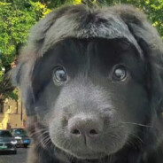 糟糕！染上洲了