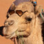 SHAMS AL-BAKRI