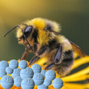 bee