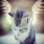 #гладитькотов #до