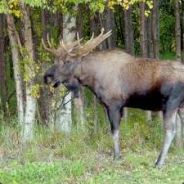 -|BT|-evil moose