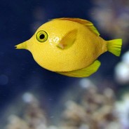 Citronfisken