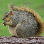 overweight squirrel