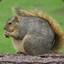 overweight squirrel