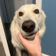 Pubert