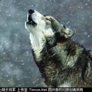 Дурак с выходом